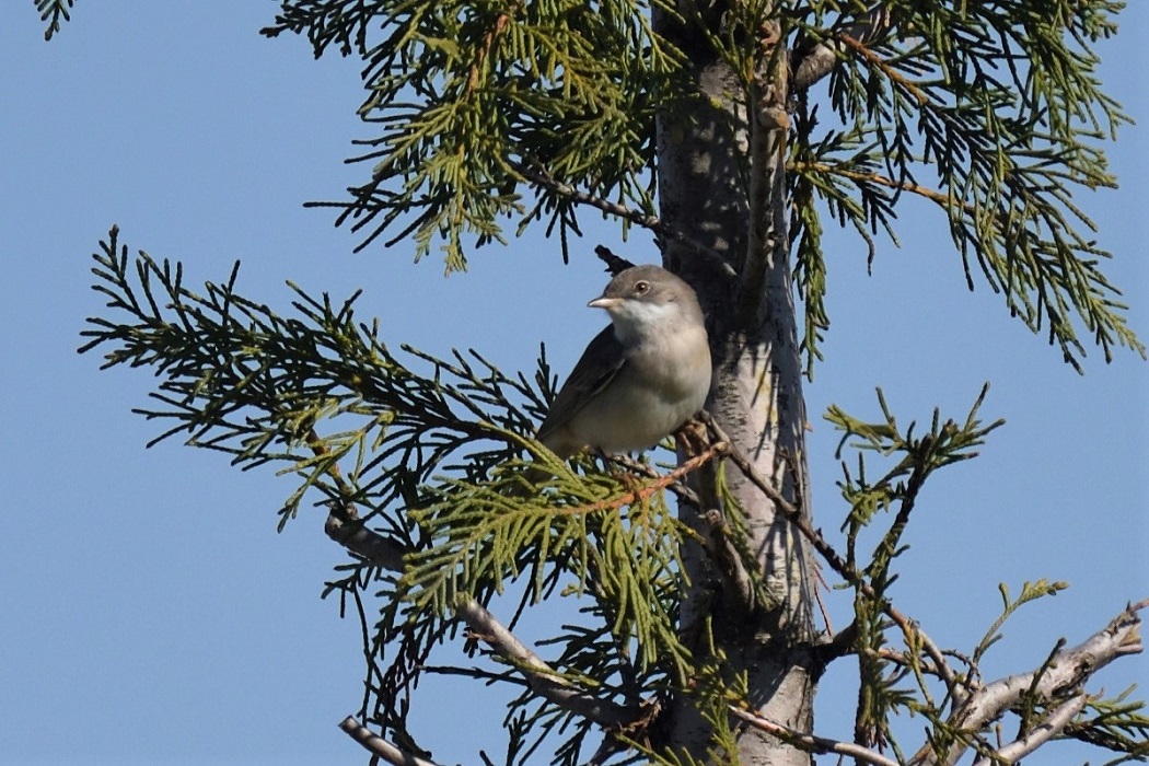 Greater Whitethroat